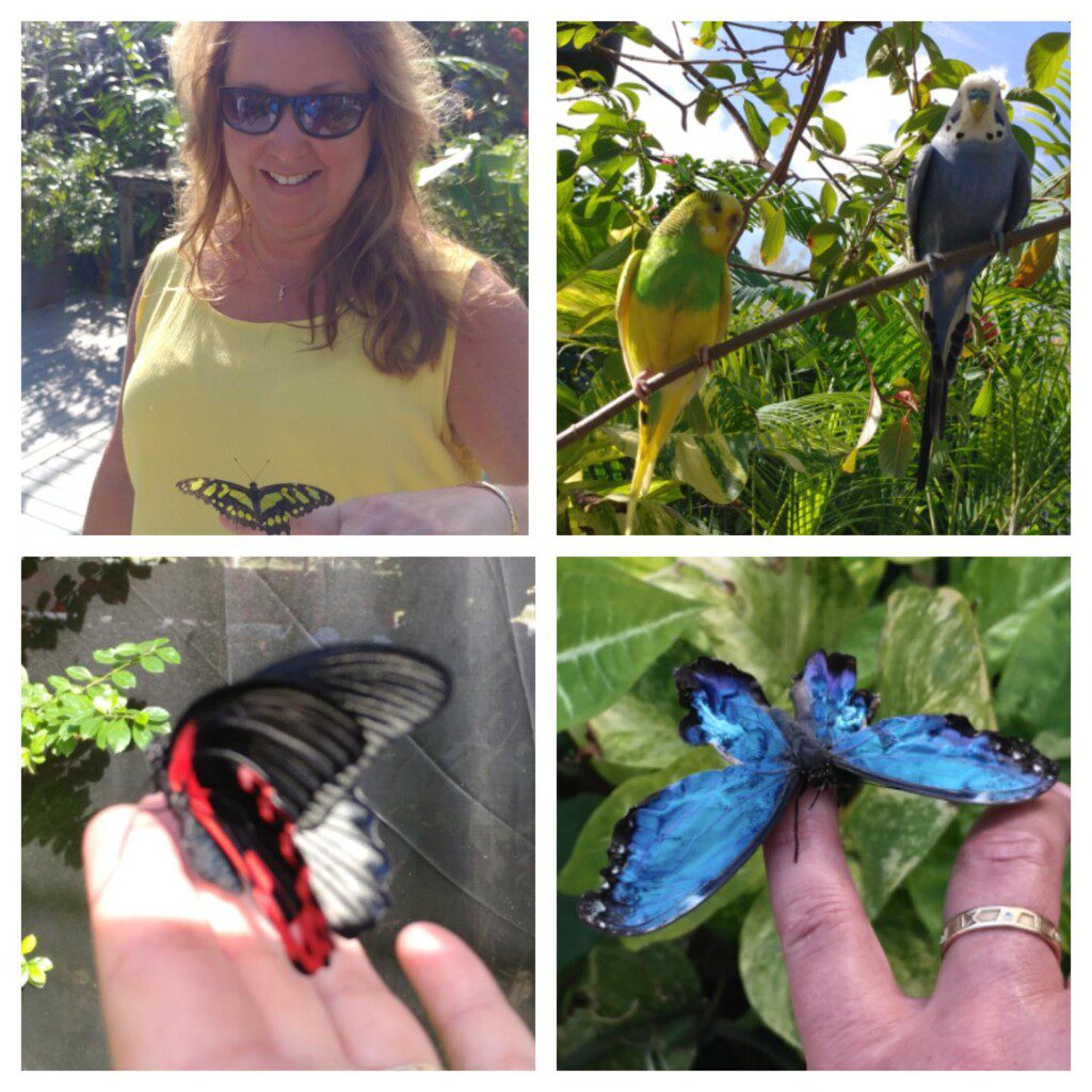 a collage of different pictures of butterflies