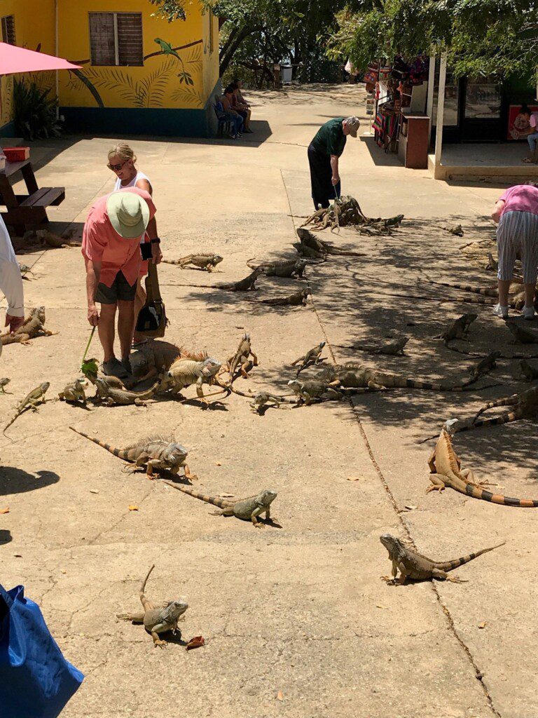 a group of lizards on the ground