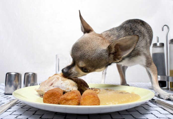 Chihuahua eating food from plate on dinner table. (©iStock.com/GlobalP)