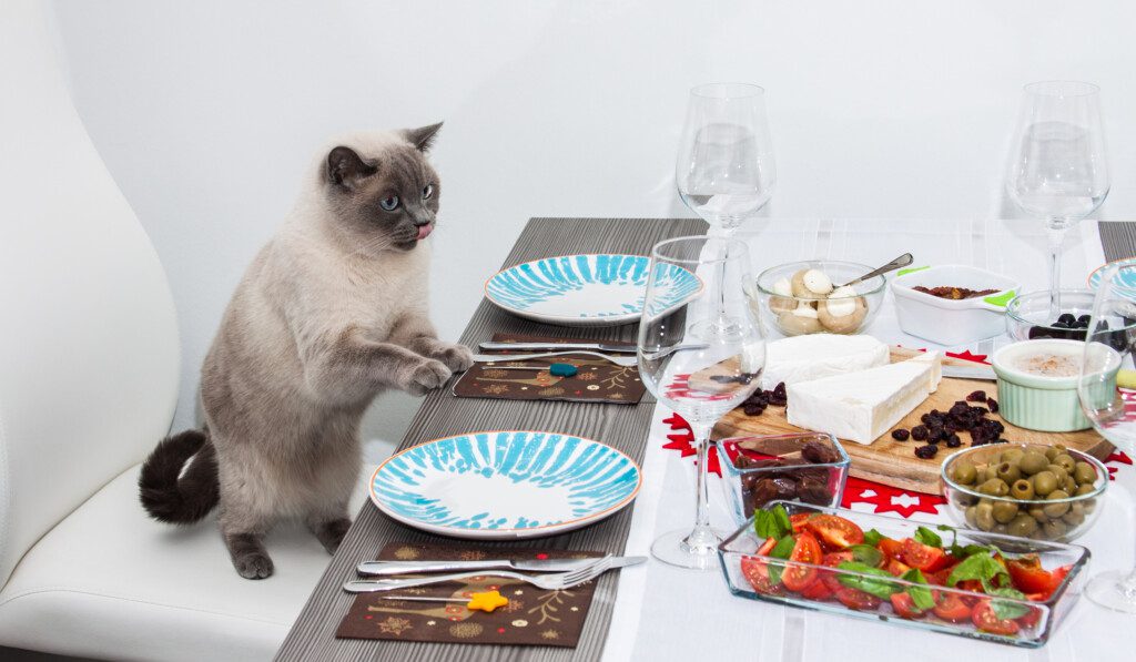 Cat Sitting At Dinner TableCat Sitting At Dinner Table (©iStock.com/calypte)