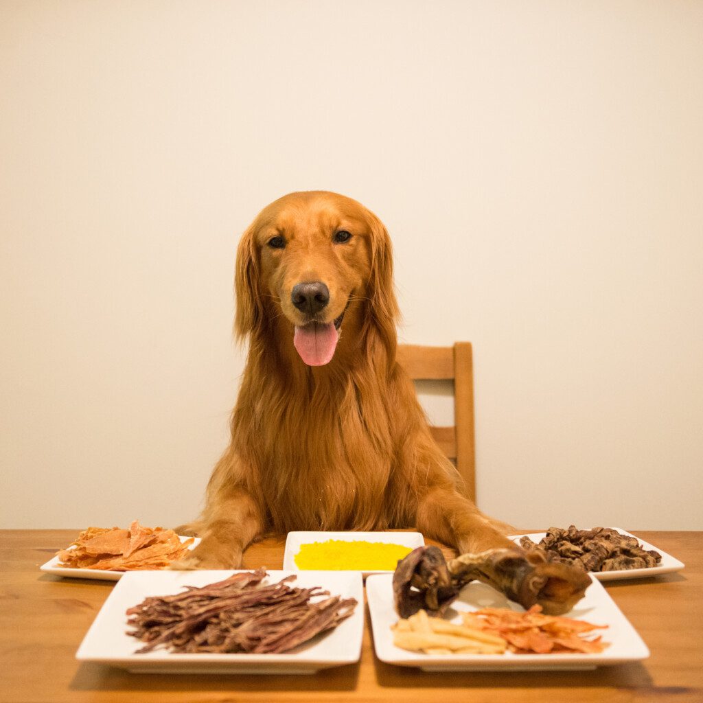 Golden retriever eating at the table (©iStock.com/chendongshan)