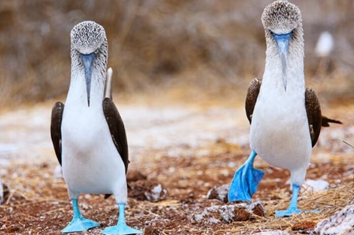 two birds with blue feet