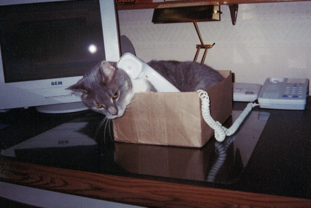 a cat lying in a box