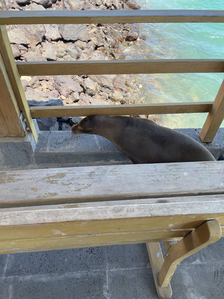 a seal on a bench