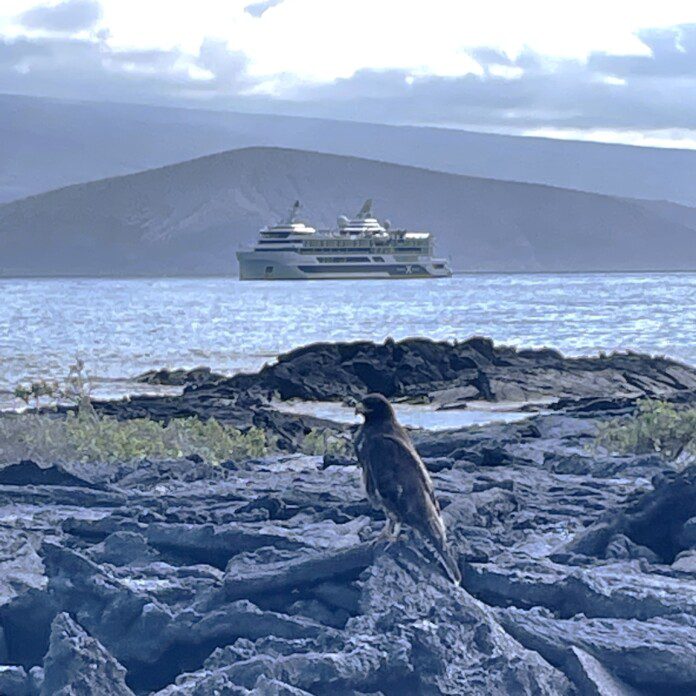 a bird on rocks by water with a ship in the background