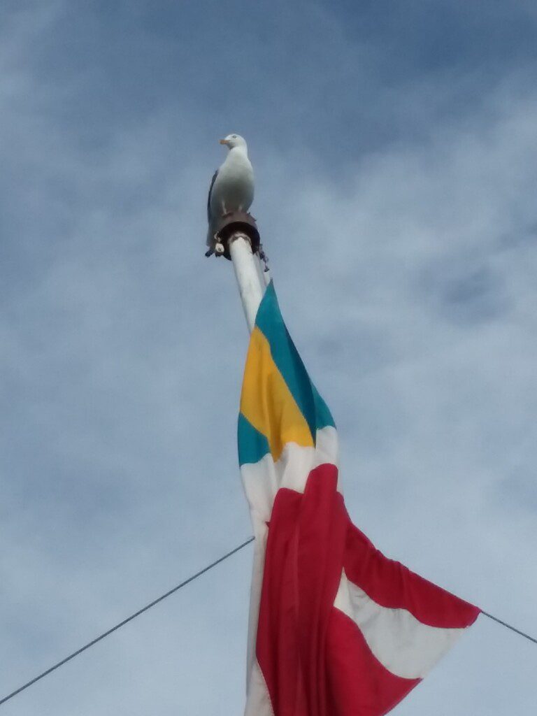a seagull on a flag pole