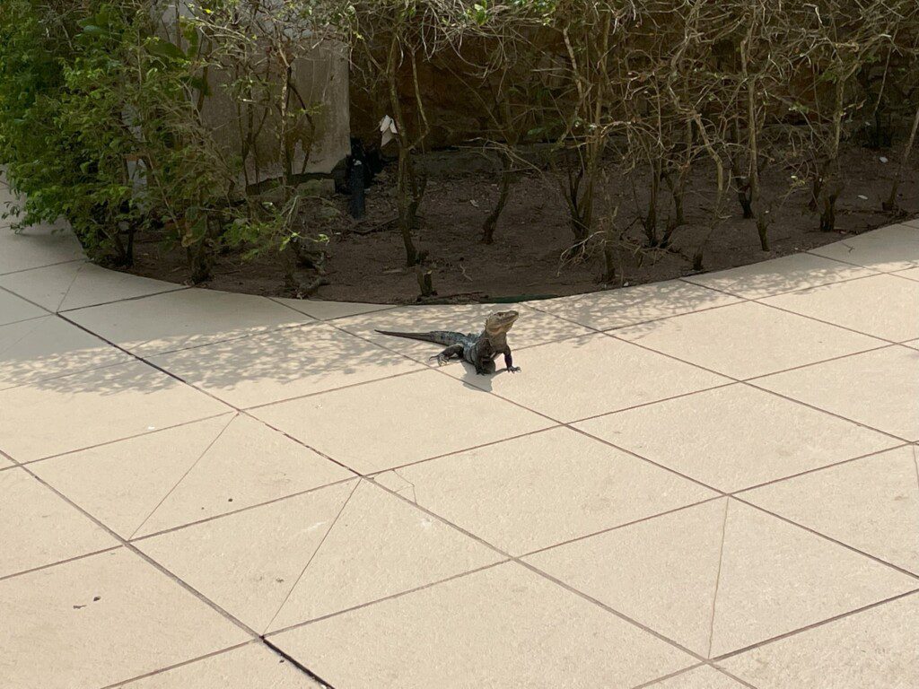 a lizard on a tile walkway