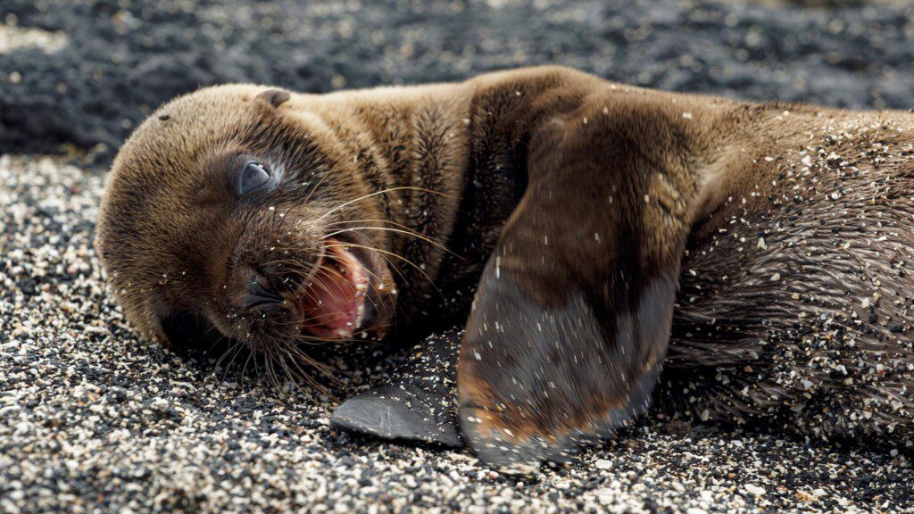 a sea lion lying on its back on a beach