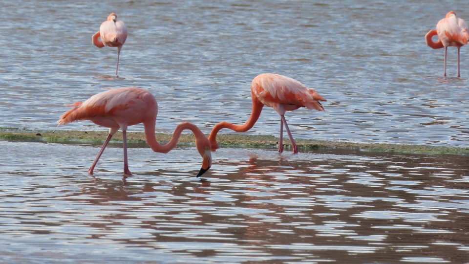 a group of flamingos drinking water